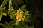 Early St. Johnswort